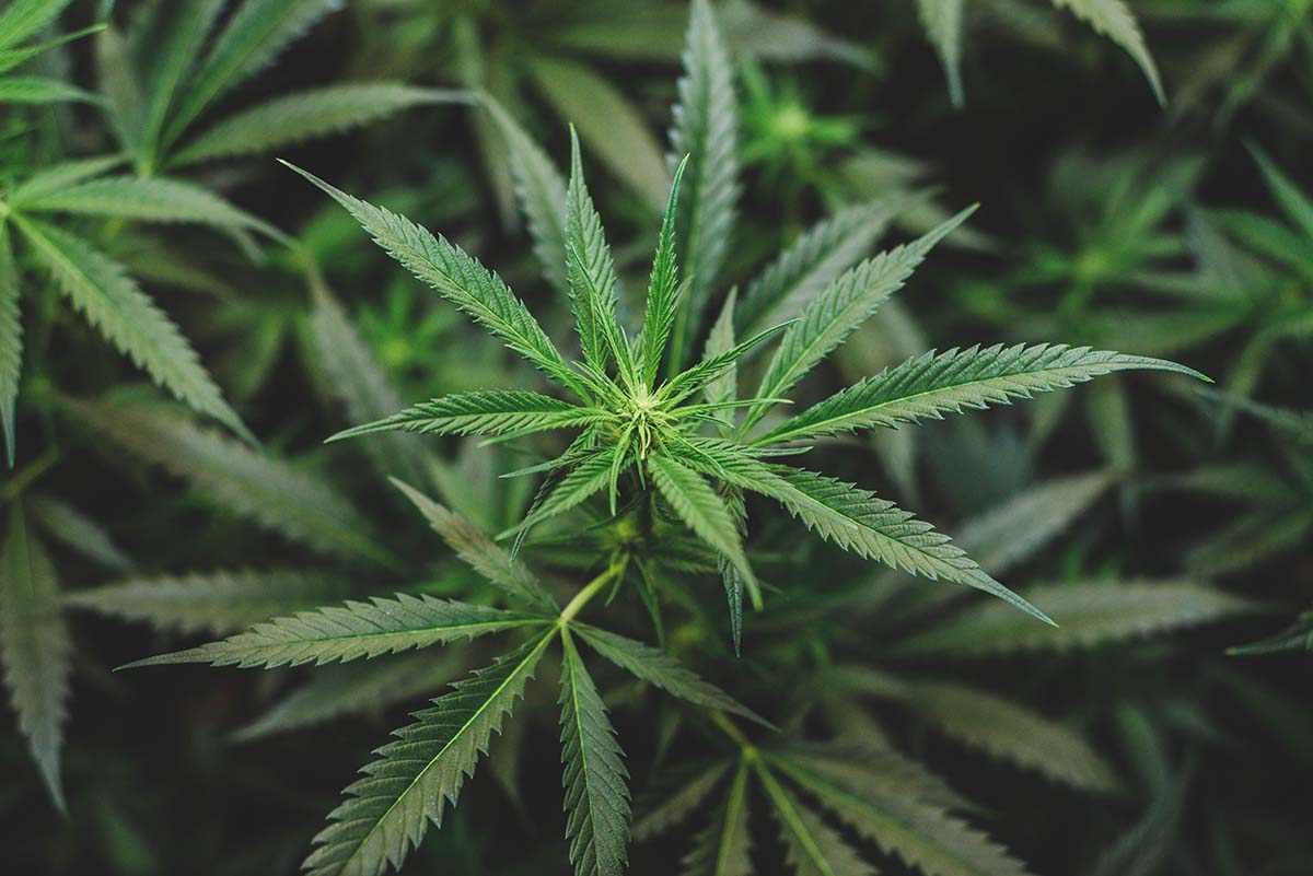 Cannabis plants on a plantation