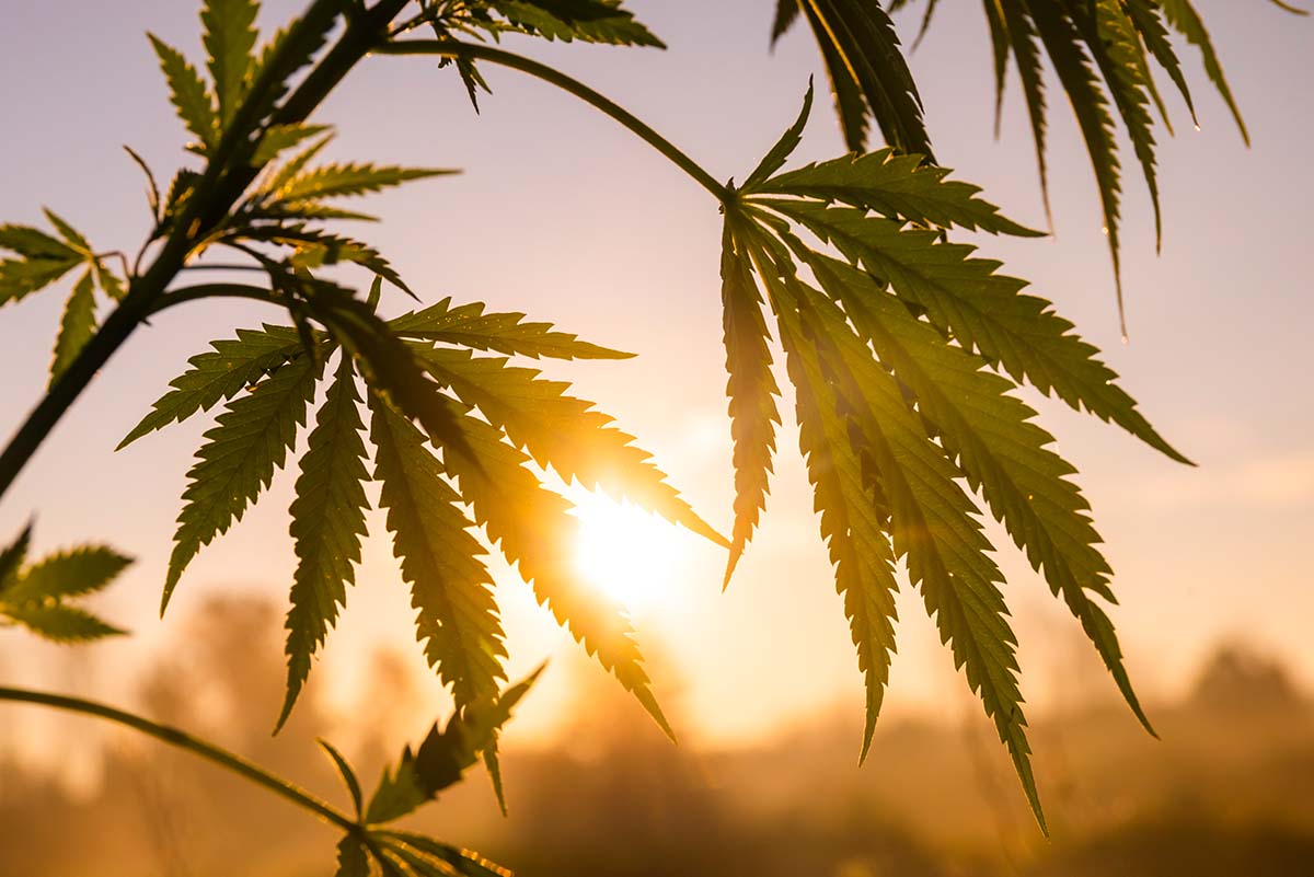 Marijuana at sunset